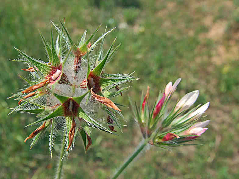 trifolium, stellatum